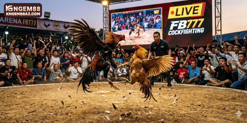 FB777 Cockfighting is an online entertainment category